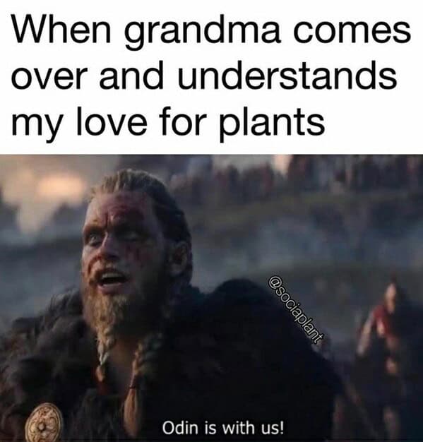 gardening memes, plant memes, houseplant memes, garden humor memes, ndoor plant memes, potted plant memes, gardening jokes, horticulture memes