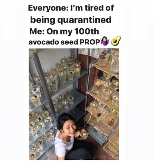 gardening memes, plant memes, houseplant memes, garden humor memes, ndoor plant memes, potted plant memes, gardening jokes, horticulture memes