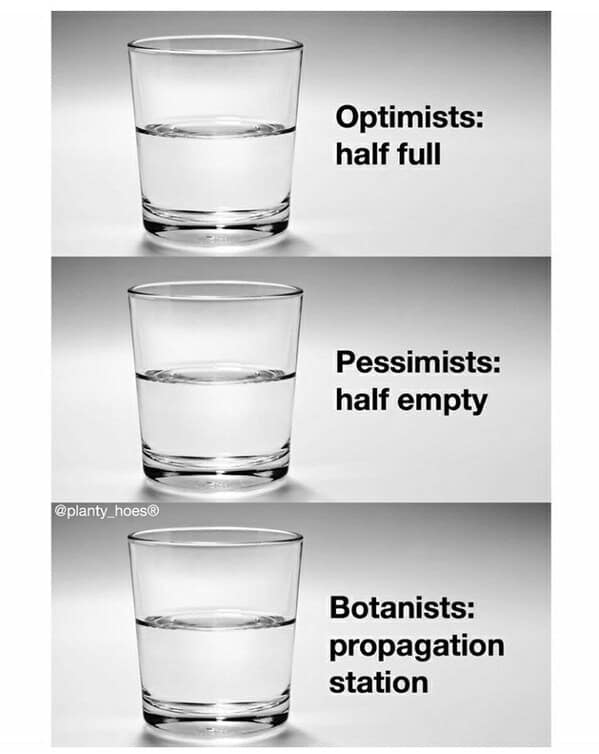 gardening memes, plant memes, houseplant memes, garden humor memes, ndoor plant memes, potted plant memes, gardening jokes, horticulture memes