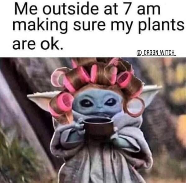 gardening memes, plant memes, houseplant memes, garden humor memes, ndoor plant memes, potted plant memes, gardening jokes, horticulture memes