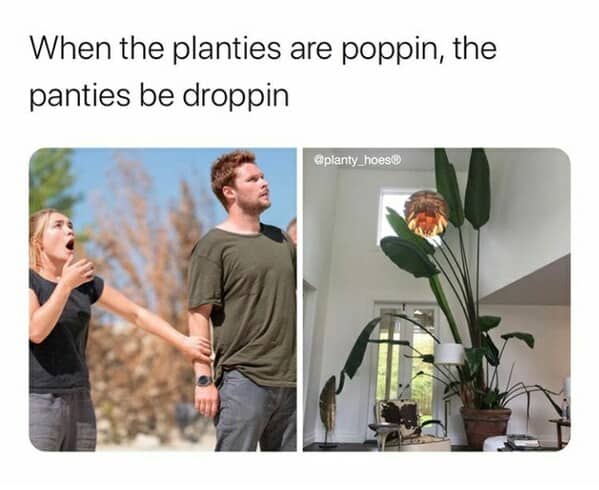 gardening memes, plant memes, houseplant memes, garden humor memes, ndoor plant memes, potted plant memes, gardening jokes, horticulture memes