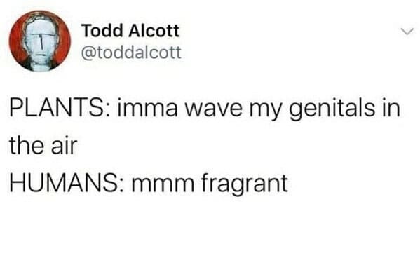 gardening memes, plant memes, houseplant memes, garden humor memes, ndoor plant memes, potted plant memes, gardening jokes, horticulture memes