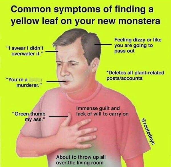 gardening memes, plant memes, houseplant memes, garden humor memes, ndoor plant memes, potted plant memes, gardening jokes, horticulture memes