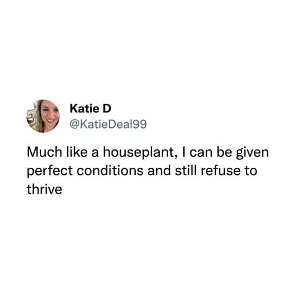 hilarious tweets. Much like a houseplant, I can be given perfect conditions and still refuse to thrive