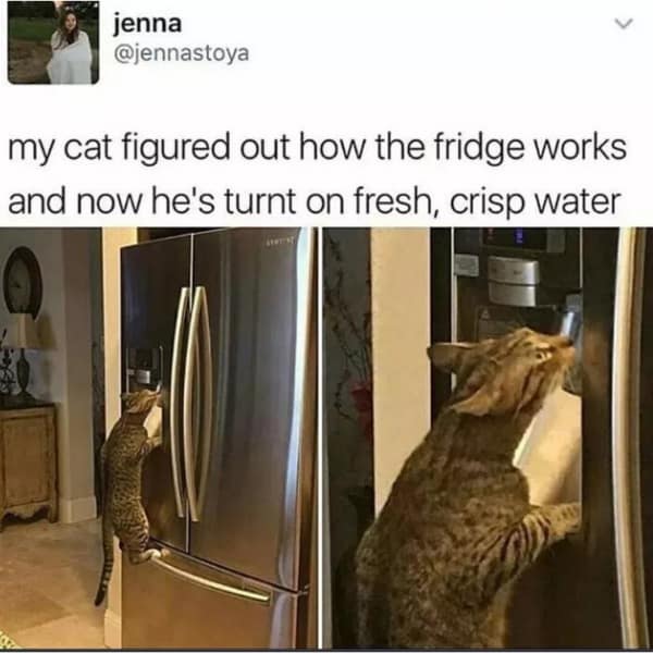 meme dump, hilarious memes, sunday memes, weekly memes, Sunday meme madness, laugh break memes, meme collection, meme roundup, meme bonanza