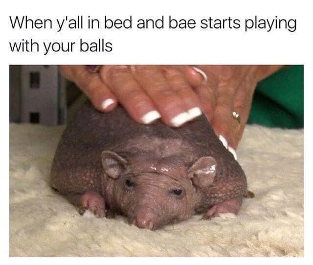 meme dump, funny memes, hilarious memes, viral memes, hilarious internet memes, meme collection, humorous memes, funny pictures
