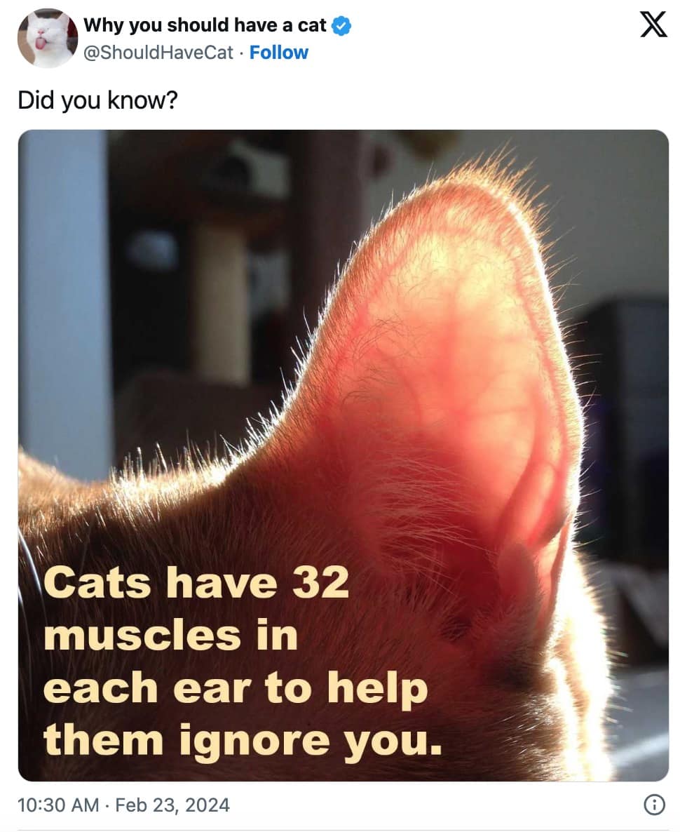 pet memes, animal memes, funny pet tweets, cute pet pictures, pet tweets, hilarious pet tweets, adorable pet pics, cute animal photos