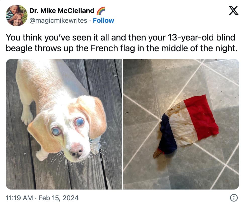 pet memes, animal memes, funny pet tweets, cute pet pictures, pet tweets, hilarious pet tweets, adorable pet pics, cute animal photos