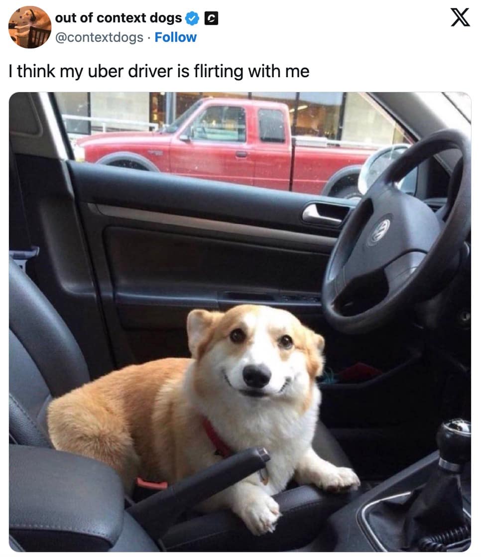 pet memes, animal memes, funny pet tweets, cute pet pictures, pet tweets, hilarious pet tweets, adorable pet pics, cute animal photos