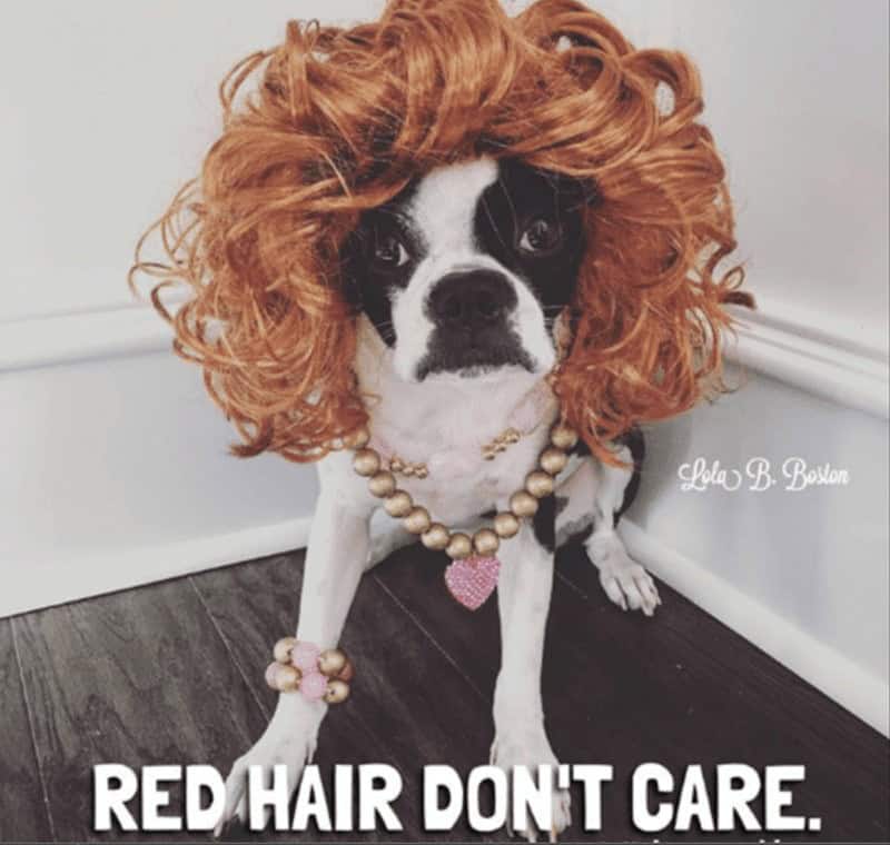 redhead memes. RED HAIR DON'T CARE.