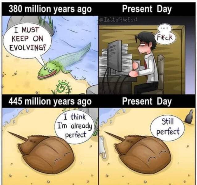 wholesome memes, heartwarming memes, uplifting memes, feel-good memes, inspirational memes, motivational memes