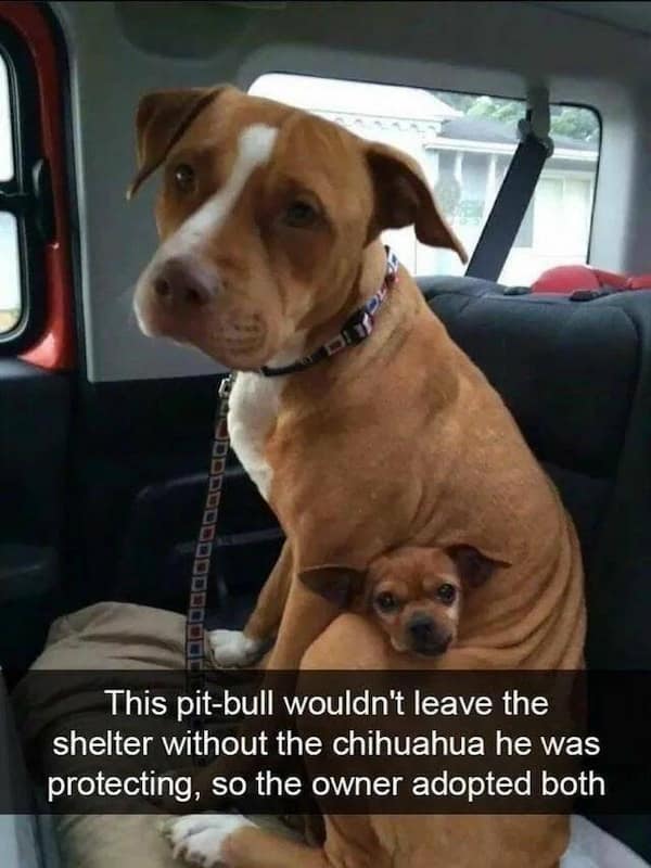 wholesome memes, heartwarming memes, uplifting memes, Feel-good memes, Positive memes, kindness memes