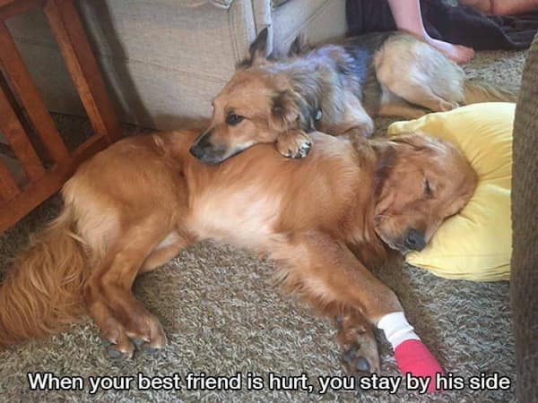 wholesome memes, heartwarming memes, uplifting memes, Feel-good memes, Positive memes, kindness memes