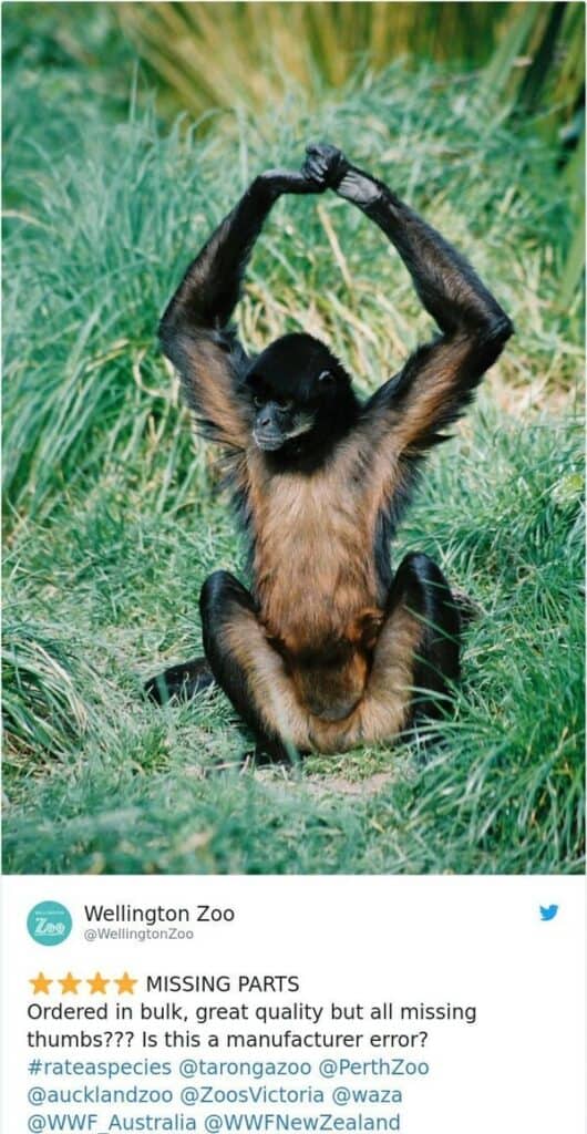 zoo animal reviews. Ordered in bulk, great quality but all missing thumbs??? Is this a manufacturer error?