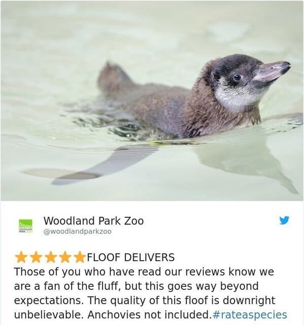 zoo animal reviews.