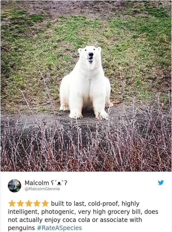 zoo animal reviews. built to last, cold-proof, highly intelligent, photogenic, very high grocery bill, does not actually enjoy coca cola or associate with penguins