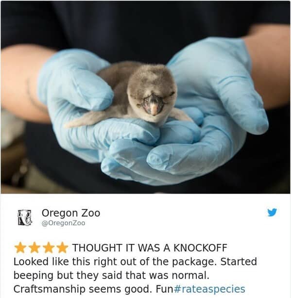 zoo animal reviews. THOUGHT IT WAS A KNOCKOFF Looked like this right out of the package. Started beeping but they said that was normal. Craftsmanship seems good.