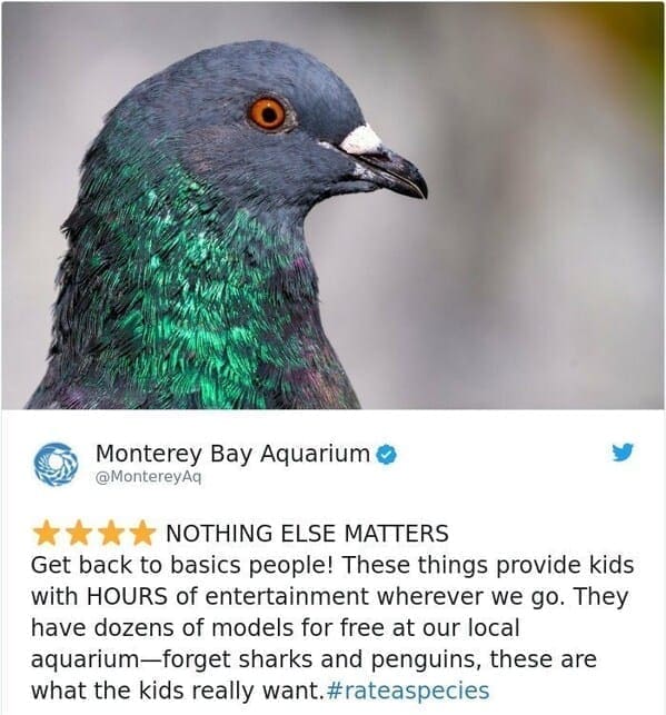 zoo animal reviews. NOTHING ELSE MATTERS Get back to basics people! These things provide kids with HOURS of entertainment wherever we go. They have dozens of models for free at our local aquarium-forget sharks and penguins, these are what the kids really want.