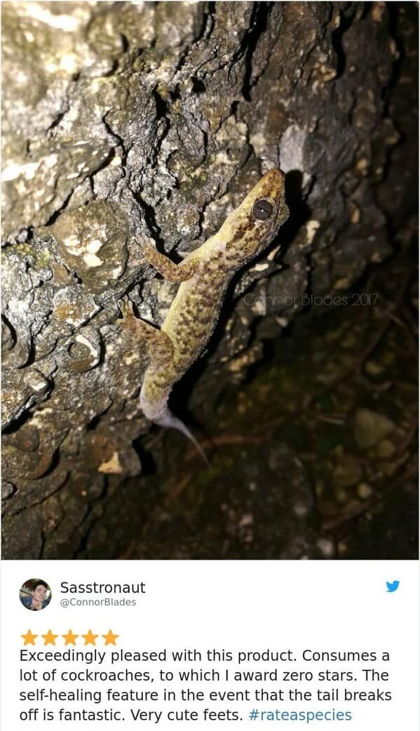 zoo animal reviews. Exceedingly pleased with this product. Consumes a lot of cockroaches, to which I award zero stars. The self-healing feature in the event that the tail breaks off is fantastic. Very cute feets.