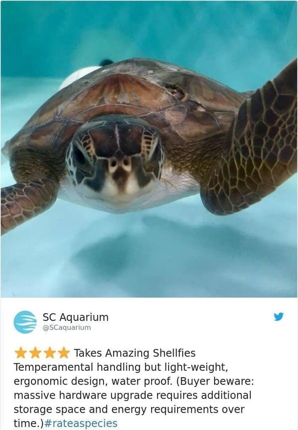 zoo animal reviews. Takes Amazing Shellfies Temperamental handling but light-weight, ergonomic design, water proof. (Buyer beware: massive hardware upgrade requires additional storage space and energy requirements over time.)