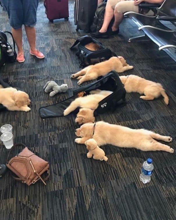 airport memes, chaotic airport moments, weird travel stories, flying funnies, airport antics