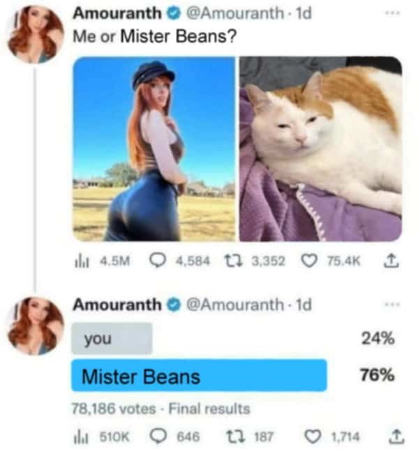 cat memes, Funny Cat Pictures, Hilarious Cat Fails, Feline Funnies, Cat Comedy, Hilarious Kitty Capers