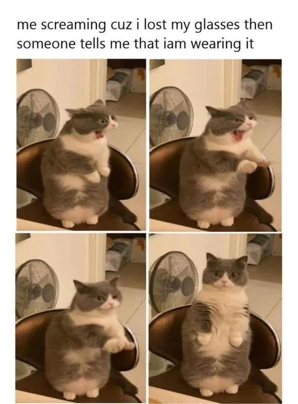 cat memes, Funny Cat Pictures, Hilarious Cat Fails, Feline Funnies, Cat Comedy, Hilarious Kitty Capers
