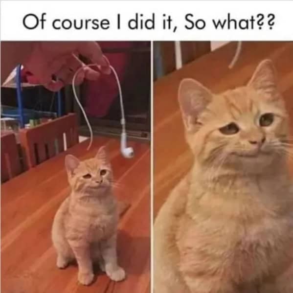 cat memes, Funny Cat Pictures, Hilarious Cat Fails, Feline Funnies, Cat Comedy, Hilarious Kitty Capers