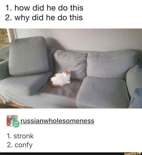 cat memes, Funny Cat Pictures, Hilarious Cat Fails, Feline Funnies, Cat Comedy, Hilarious Kitty Capers