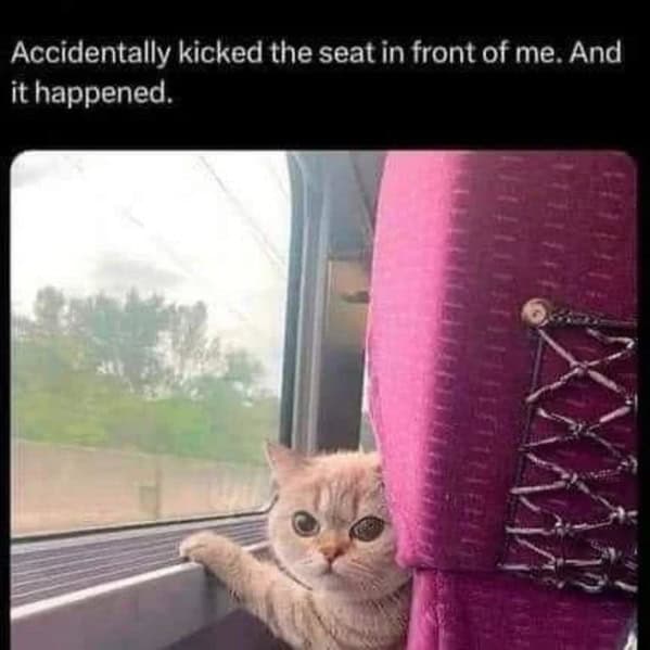 cat memes, Funny Cat Pictures, Hilarious Cat Fails, Feline Funnies, Cat Comedy, Hilarious Kitty Capers