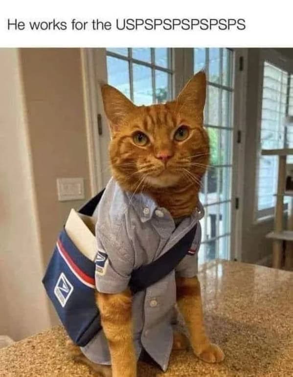 cat memes, Funny Cat Pictures, Hilarious Cat Fails, Feline Funnies, Cat Comedy, Hilarious Kitty Capers