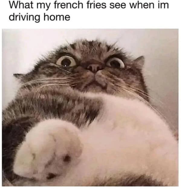 cat memes, Funny Cat Pictures, Hilarious Cat Fails, Feline Funnies, Cat Comedy, Hilarious Kitty Capers