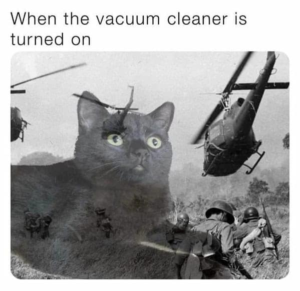 cat memes, Funny Cat Pictures, Hilarious Cat Fails, Feline Funnies, Cat Comedy, Hilarious Kitty Capers