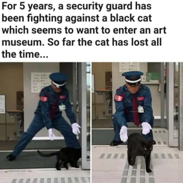 cat memes, Funny Cat Pictures, Hilarious Cat Fails, Feline Funnies, Cat Comedy, Hilarious Kitty Capers