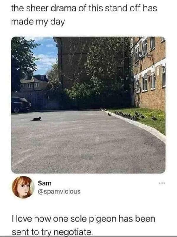 cat memes, Funny Cat Pictures, Hilarious Cat Fails, Feline Funnies, Cat Comedy, Hilarious Kitty Capers