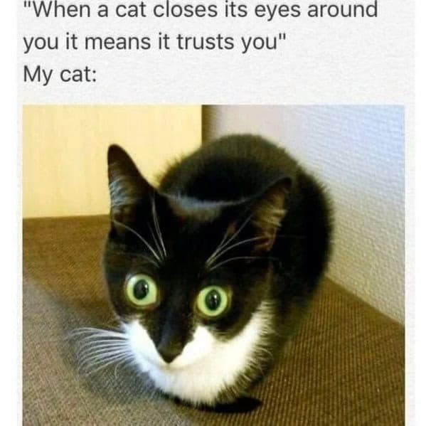cat memes, Funny Cat Pictures, Hilarious Cat Fails, Feline Funnies, Cat Comedy, Hilarious Kitty Capers