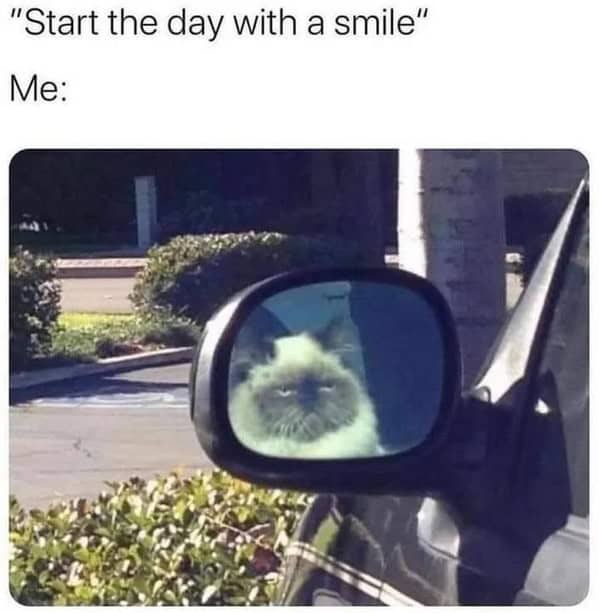 cat memes, Funny Cat Pictures, Hilarious Cat Fails, Feline Funnies, Cat Comedy, Hilarious Kitty Capers