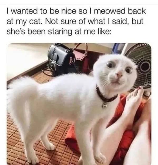 cat memes, Funny Cat Pictures, Hilarious Cat Fails, Feline Funnies, Cat Comedy, Hilarious Kitty Capers