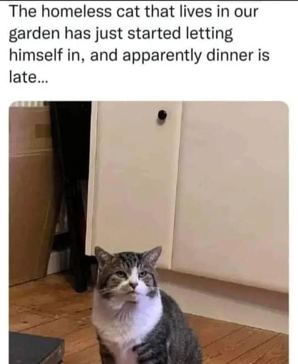 cat memes, Funny Cat Pictures, Hilarious Cat Fails, Feline Funnies, Cat Comedy, Hilarious Kitty Capers