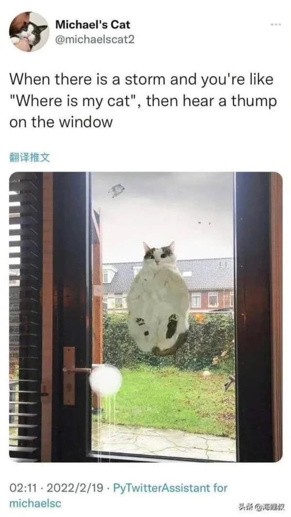 cat memes, Funny Cat Pictures, Hilarious Cat Fails, Feline Funnies, Cat Comedy, Hilarious Kitty Capers