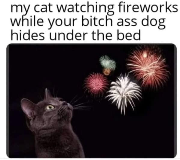 cat memes, Funny Cat Pictures, Hilarious Cat Fails, Feline Funnies, Cat Comedy, Hilarious Kitty Capers