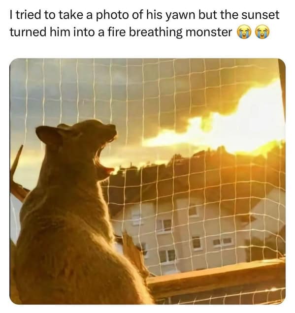 cat memes, Funny Cat Pictures, Hilarious Cat Fails, Feline Funnies, Cat Comedy, Hilarious Kitty Capers