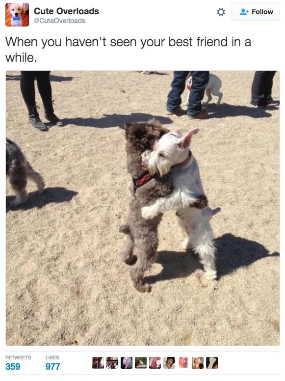 classic memes, vintage memes, vital tweets, Trending Memes, Popular Online Jokes, old memes, best memes