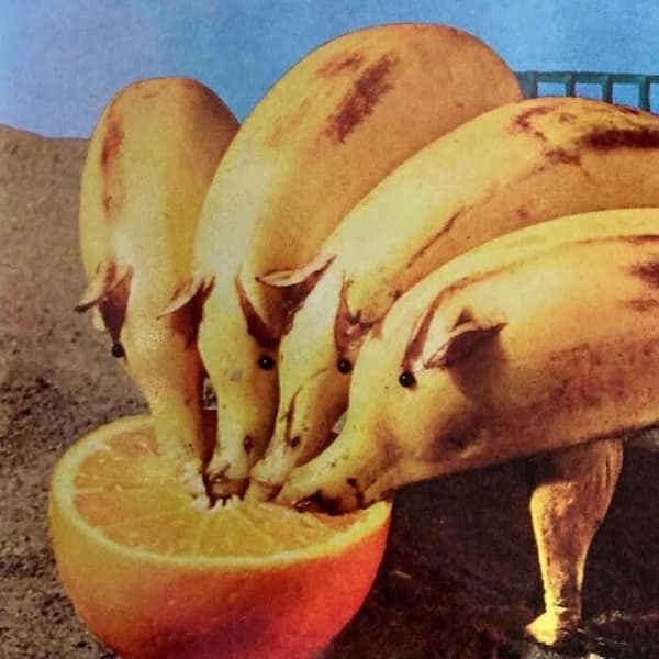 cursed food, weird food pics, vintage recipe books, strange food photos, unusual food images, old cookbooks, retro recipe collections