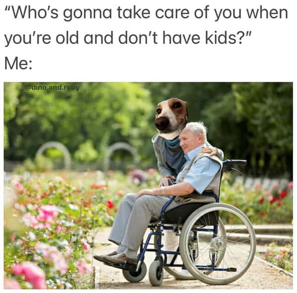 dog memes, pet jokes, canine humor, furry friends, pup memes, doggo humor, tail-wagging jokes