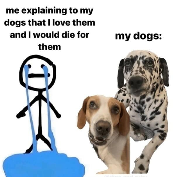 dog memes, pet jokes, canine humor, furry friends, pup memes, doggo humor, tail-wagging jokes