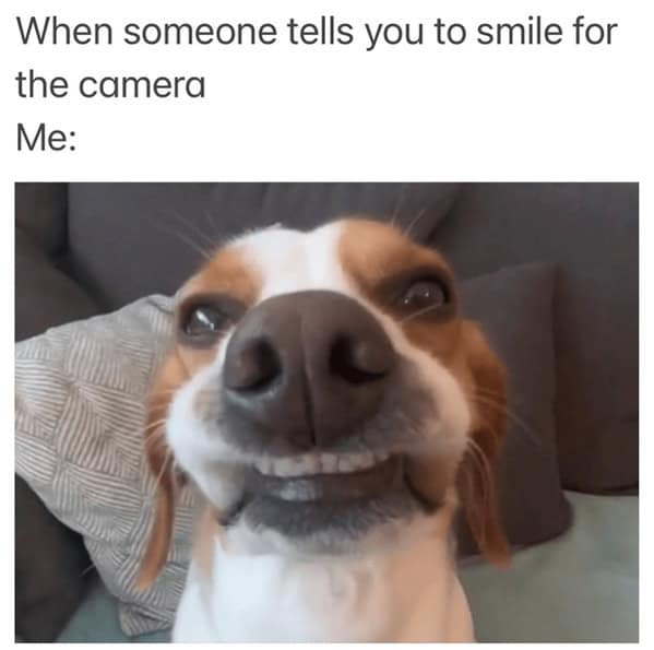 dog memes, pet jokes, canine humor, furry friends, pup memes, doggo humor, tail-wagging jokes