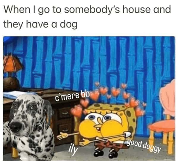dog memes, pet jokes, canine humor, furry friends, pup memes, doggo humor, tail-wagging jokes
