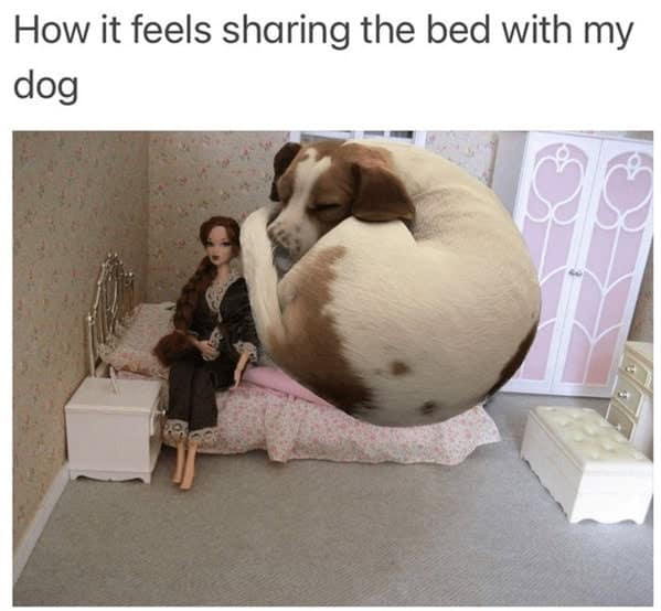 dog memes, pet jokes, canine humor, furry friends, pup memes, doggo humor, tail-wagging jokes