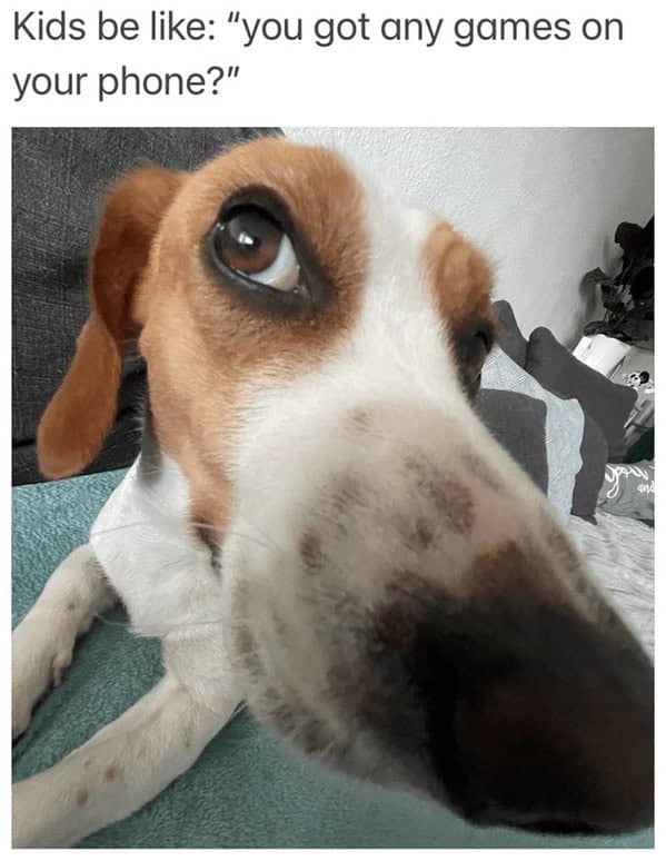 dog memes, pet jokes, canine humor, furry friends, pup memes, doggo humor, tail-wagging jokes